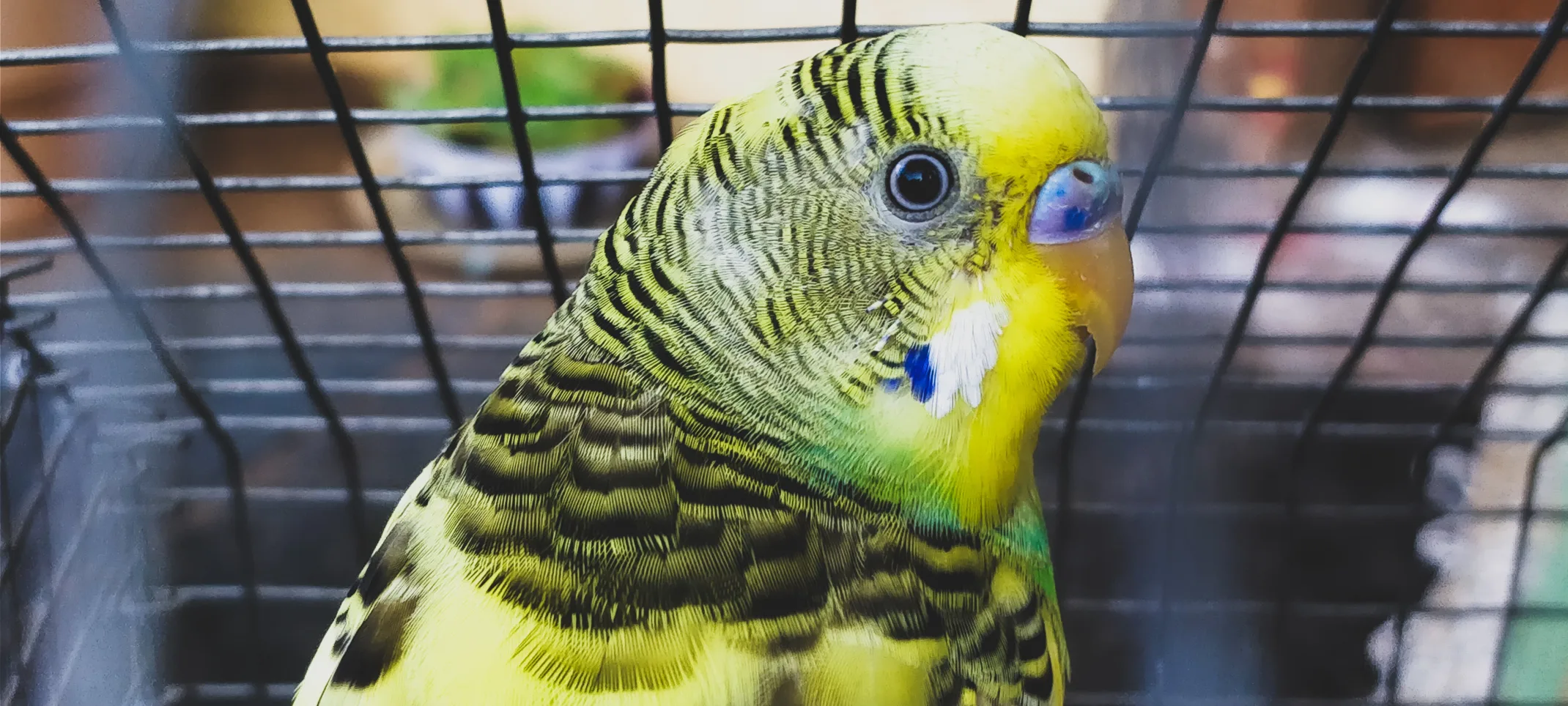 Bird - Parakeet inside of a cage